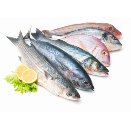 Cobia - Whole Uncleaned