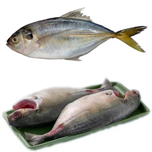 Trevally  - Cleaned Medium
